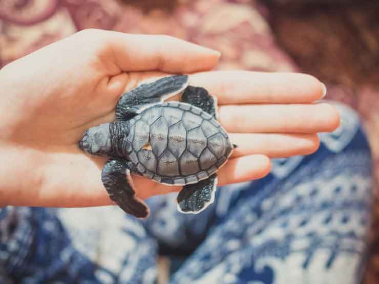 Oman tours Turtle watching